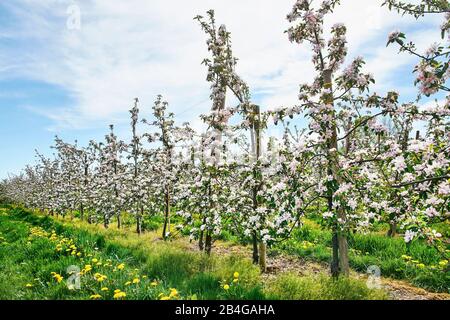 Germania, Bassa Sassonia, Altes Land, Jork, fiori di frutta, melo frutteto con file di meli fioriti Foto Stock