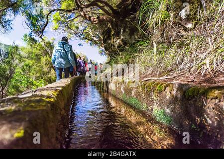 Europa, Portogallo, Madeira, altopiano di Paúl da Serra, Rabacal, Levada das 25 Fontes, Levada delle 25 sorgenti, PR6, gruppo escursionistico su Levada Foto Stock