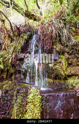 Europa, Portogallo, Madeira, altopiano di Paúl da Serra, Rabacal, Levada do Risco, PR6.1, fonte naturale nella roccia Foto Stock