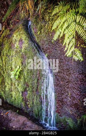 Europa, Portogallo, Madeira, altopiano di Paúl da Serra, Rabacal, Levada do Risco, PR6.1, fonte naturale nella roccia Foto Stock