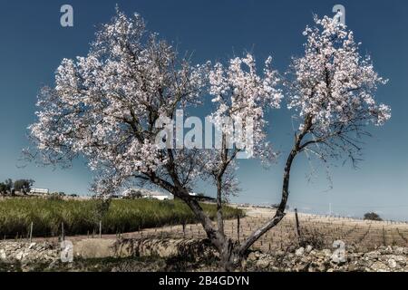 Giardino di mandorla in fiore in Portogallo. Tavira Algarve Foto Stock