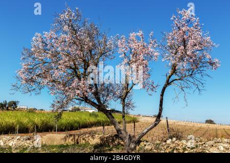 Giardino di mandorla in fiore in Portogallo. Tavira Algarve Foto Stock