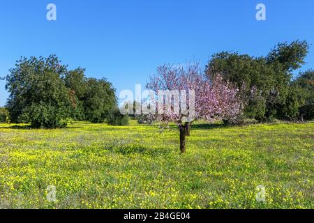 Giardino di mandorla in fiore in Portogallo. Tavira Algarve Foto Stock