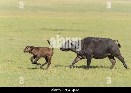 Bufali, Syncerus caffer, in esecuzione con i giovani, il Masai Mara riserva nazionale, Kenya, Africa Foto Stock