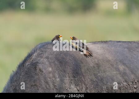 Due giallo Oxpeckers fatturate su Capo di Buffalo, il Masai Mara riserva nazionale, Kenya, Africa Foto Stock