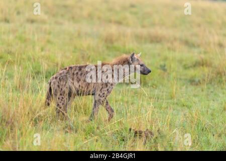 Avvistato iena, Crocuta crocuta, il Masai Mara riserva nazionale, Kenya, Africa Foto Stock