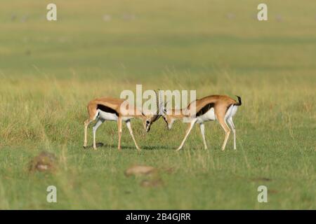 Thomsons Gazelle, Eudorcas thomsonii, combattimento, Masai Mara riserva nazionale, Kenya, Africa Foto Stock