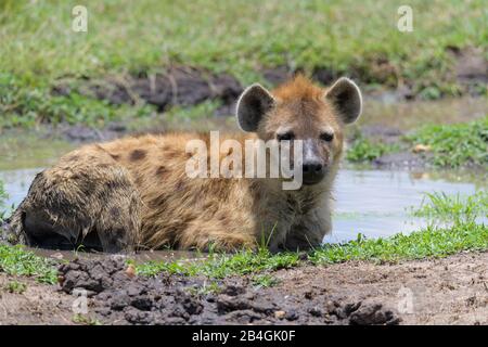 Avvistato iena, Crocuta crocuta, in acqua, il Masai Mara riserva nazionale, Kenya, Africa Foto Stock