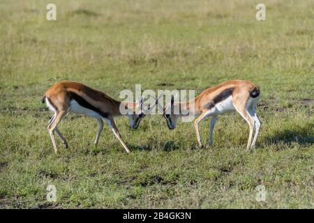 Thomsons Gazelle, Eudorcas thomsonii, combattimento, Masai Mara riserva nazionale, Kenya, Africa Foto Stock