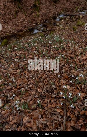 Grande Snowdrop è fiorita in primavera Foto Stock