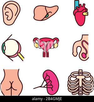 fascio di parti del corpo e icone degli organi Illustrazione Vettoriale