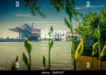 Germania, Amburgo, Elbe, porto, porto di Waltershofer, carico container, Köhlbrandbrücke, nave container Foto Stock