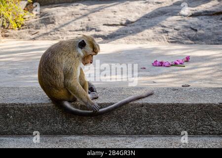 Scimmia Wild Resus seduta sul marciapiede sulla strada Foto Stock