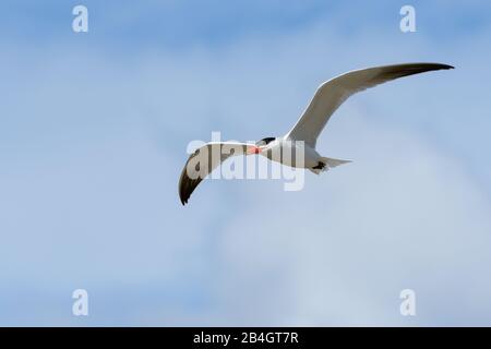 Caspio in volo in cielo blu senza nuvole con pesce in becco nel Queensland del Nord, Australia. Foto Stock