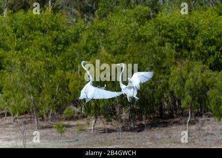 Due grandi garzette in un'esposizione gousting sopra il dominio ed alimentare il territorio su una laguna d'acqua dolce nel Queensland del Nord, Australia. Foto Stock