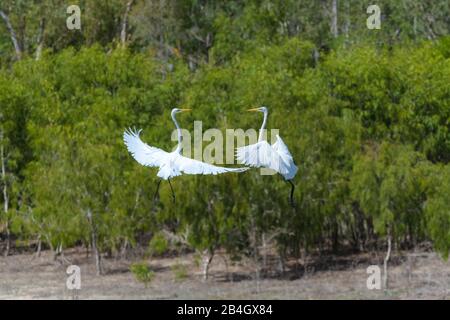 Due grandi garzette in un'esposizione gousting sopra il dominio ed alimentare il territorio su una laguna d'acqua dolce nel Queensland del Nord, Australia. Foto Stock