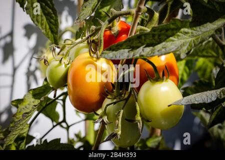 Primo piano di una cespuglio di pomodoro con diversi pomodori maturi Foto Stock