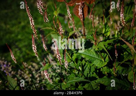 Annodata nel confine perenne Foto Stock