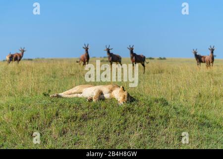 Leone africano, Panthera Leo, femmina con topi antilope, Damaliscus lunatus, gruppo, il Masai Mara riserva nazionale, Kenya, Africa Foto Stock