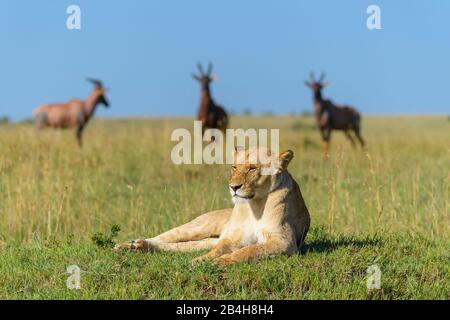 Leone africano, Panthera Leo, femmina con topi antilope, Damaliscus lunatus, gruppo, il Masai Mara riserva nazionale, Kenya, Africa Foto Stock