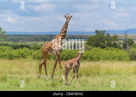 Masai Giraffe, Giraffa camelopardalis, femmina con i giovani, il Masai Mara riserva nazionale, Kenya, Africa Foto Stock