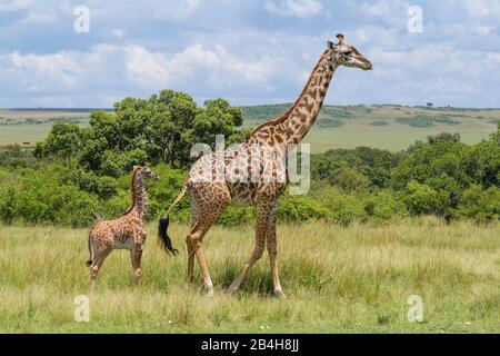 Masai Giraffe, Giraffa camelopardalis, femmina con i giovani, il Masai Mara riserva nazionale, Kenya, Africa Foto Stock