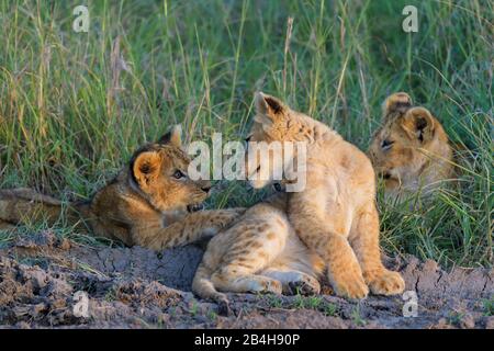 Leone africano, Panthera Leo, tre lupetti, il Masai Mara riserva nazionale, Kenya, Africa Foto Stock