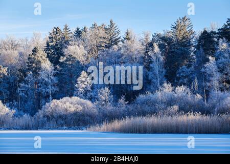 Lago Starnberg Vicino Sankt Heinrich, Vicino Muensing, Fünfseenland, Alta Baviera, Baviera, Germania Foto Stock