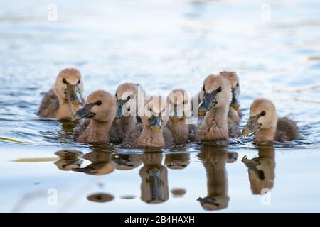 Un gregge di otto pulcini Magpie gosling nuotano insieme per la protezione lungo un buco d'acqua nel Queensland del Nord, Australia. Foto Stock