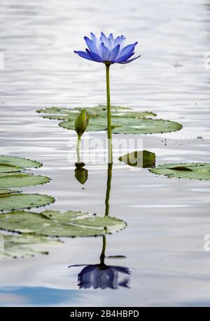 Bel fiore d'acqua viola, germoglio e gigli d'acqua riflessi nelle acque calme del fiume. Foto Stock