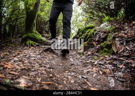 Dettaglio delle gambe escursionisti sul sentiero della California accanto a alberi di muschio e felci Foto Stock