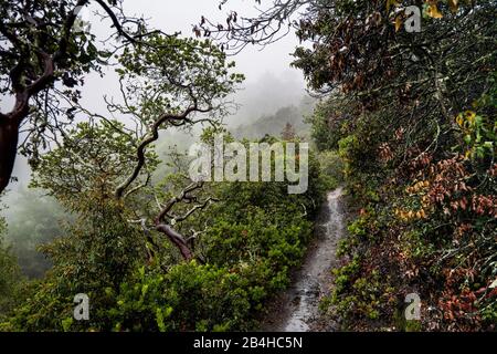 Sottile sentiero attraverso rami colorati e curvilinenti fino a nebbia collina Foto Stock