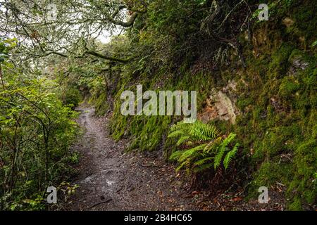 Sentiero escursionistico tra muschio coperto collina e arbusti sotto gli alberi Foto Stock