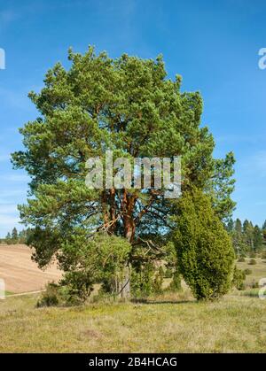 Germania, Baden-Württemberg, Hayingen, Norvegia Pino, Pinus sylvestris nel NSG Digelfeld, un giuramento di ginepro sull'Albano Svevo. Foto Stock