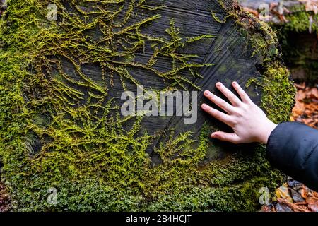 Mano del giovane che tocca il tronco dell'albero con la vita della pianta che cresce su esso Foto Stock