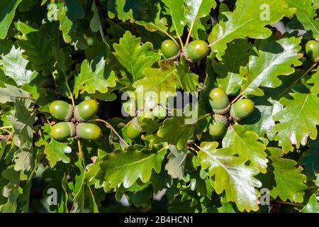 Germania, Baden-Württemberg, Bissingen an der Teck, rovere d'uva, foglie e acorns. Foto Stock