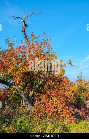 Germania, Baden-Wuerttemberg, Kernen im Remstal, Vecchio melo con foglie d'autunno colorate e macchia su un frutteto selvatico vicino a Stetten a Remstal. Foto Stock