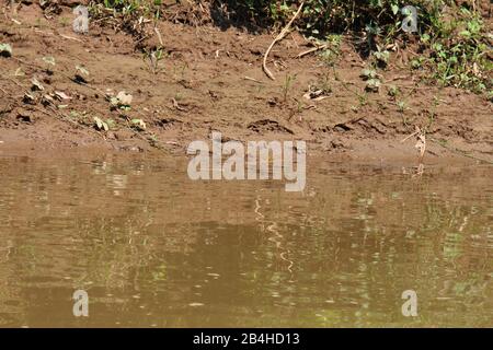 Un caimano, coccodrillo, nell'acqua di Rio Tambopata vicino al litorale della Riserva Nazionale di Tambopata, Puerto Maldonado, Perù Foto Stock