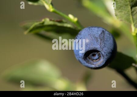 Bacca nana, mirtillo, mirtillo, mirtillo, bacca bassa (mirto di Vaccinium), bacca matura sulla macchia, Germania, Baviera, Oberbayern, alta Baviera Foto Stock