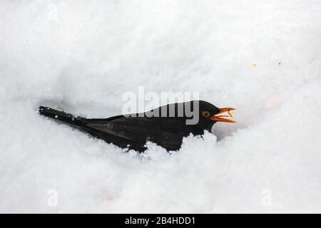 Blackbird (Turdus merula), uomo trovato cibo nella neve profonda, vista laterale, Germania, Baviera, Niederbayern, Bassa Baviera Foto Stock