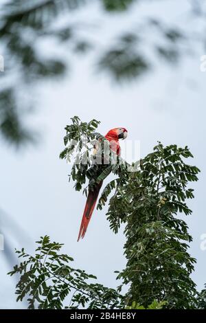 Macaw scarlatto selvatico seduto sul ramo di albero in Costa Rica Foto Stock