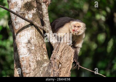 Scimmia cappuccina bianca e selvaggia in Costa Rica Foto Stock