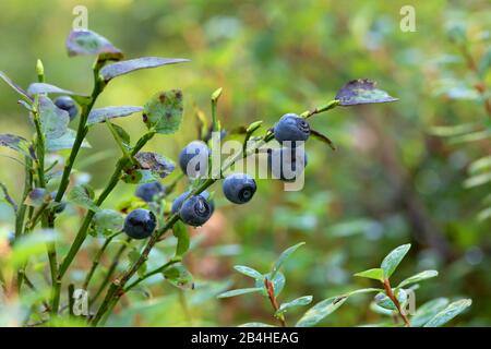 Bacca nana, mirtillo, mirtillo, mirtillo, bacca bassa (mirto di Vaccinium), bacca matura sulla macchia, Germania, Baviera, Oberbayern, alta Baviera Foto Stock