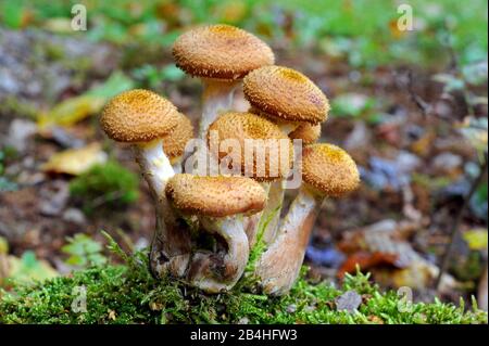 Hamburger giallo miele, anche il fungo di miele, cresce su un ceppo di albero, è stufato o cotto commestibile e un buon fungo commestibile, crudo ma velenoso Foto Stock