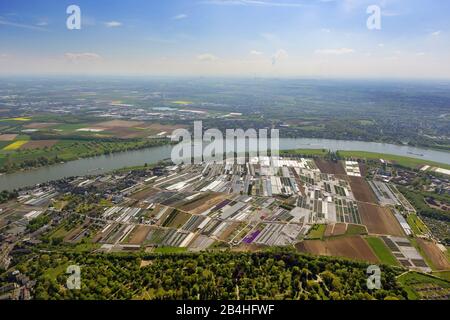 , coltivazione di ortaggi a Vollmerswerth nel sud di Duesseldorf, 13.05.2013, vista aerea, Germania, Renania Settentrionale-Vestfalia, basso Reno, Dusseldorf Foto Stock