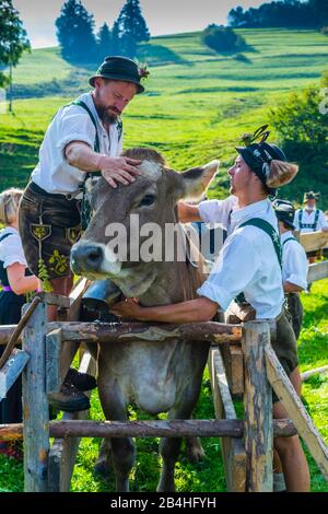 Viehscheid A Gunzesried, Allgaeu, Baviera, Germania, Europa Foto Stock