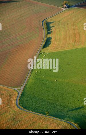 , mucche al pascolo su un pascolo in autunno, 27.10.2008, vista aerea, Germania, Renania Settentrionale-Vestfalia, Sauerland, Meschede Foto Stock
