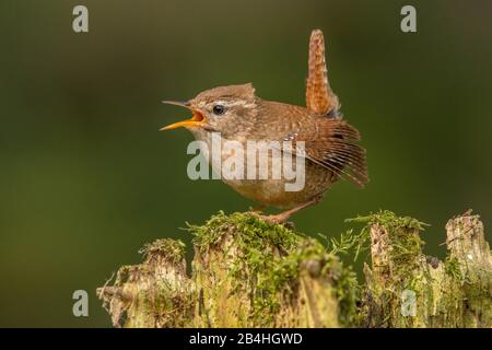 wren eurasiatico (Troglodytes troglodytes), canta maschile, Germania, Baden-Wuerttemberg Foto Stock