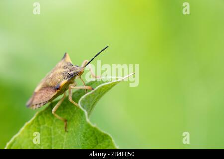 Sloe bug, sloebug (Dolycoris baccarum), seduto a una foglia, Germania, Baviera Foto Stock