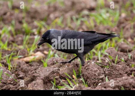 Sciacdaw (Corvus monidula), foraging su un acro, vista laterale, Germania, Baviera, Niederbayern, Bassa Baviera Foto Stock
